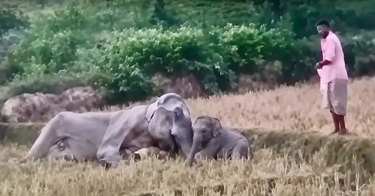 বন্য মা হাতির মরদেহ আঁকড়ে আছে ছোট্ট শাবক